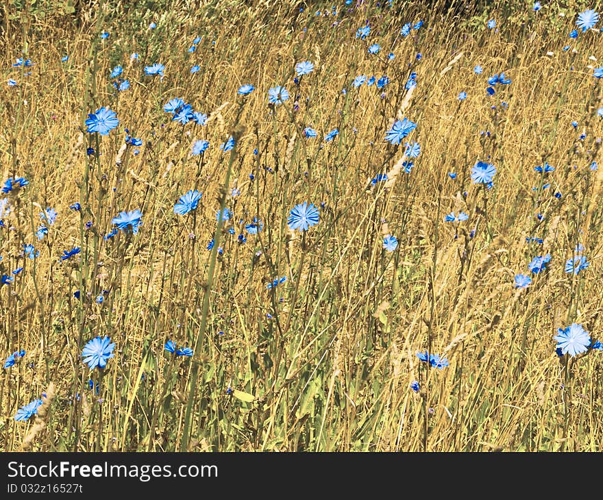 Wild blue flowers in weed