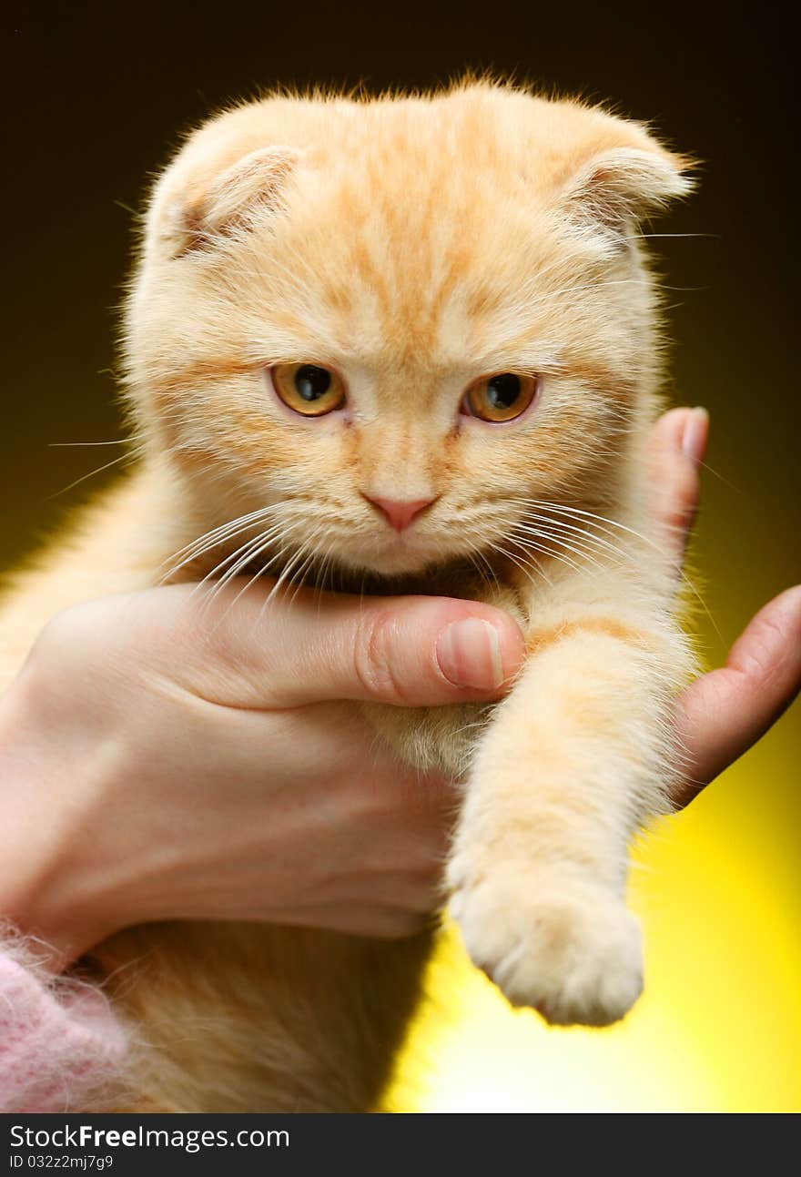 Little red England lop-eared kitten