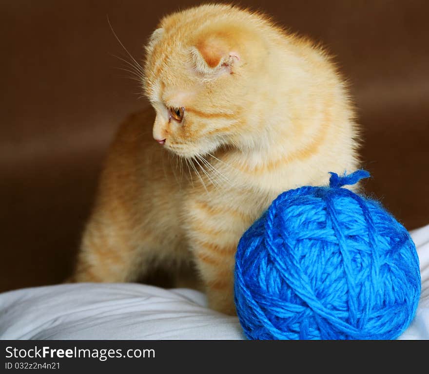 Little red England lop-eared kitten