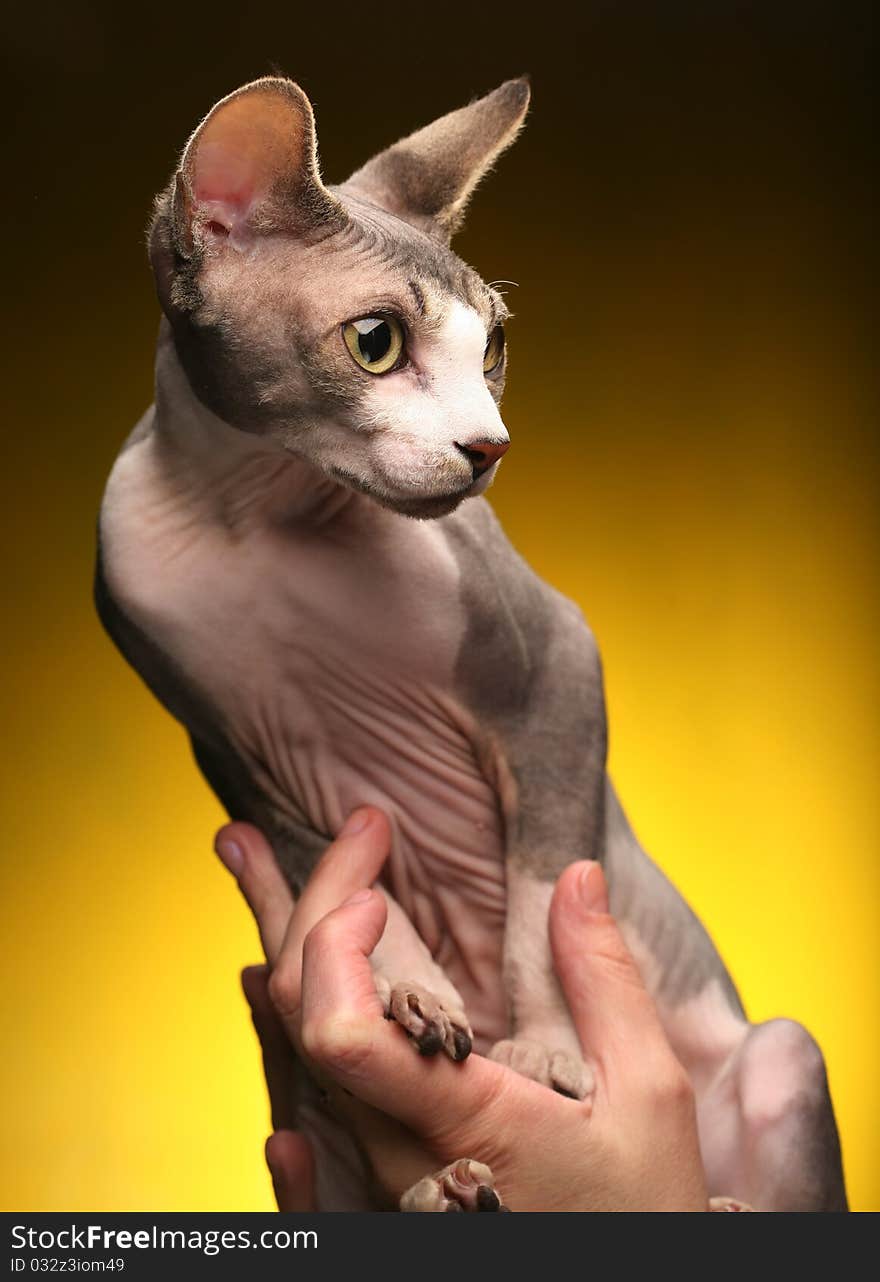 Little fun sphynx  cat.