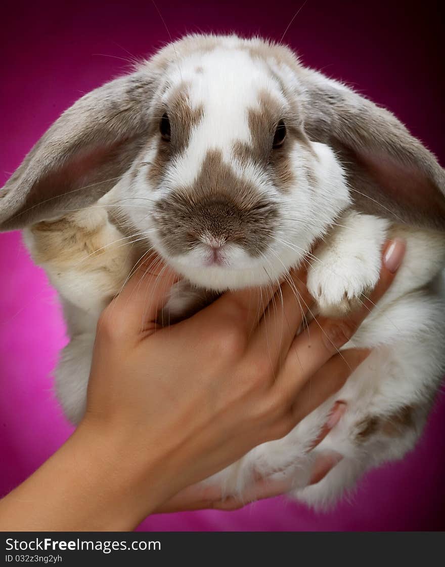 Hands holding a bunny on pink  background