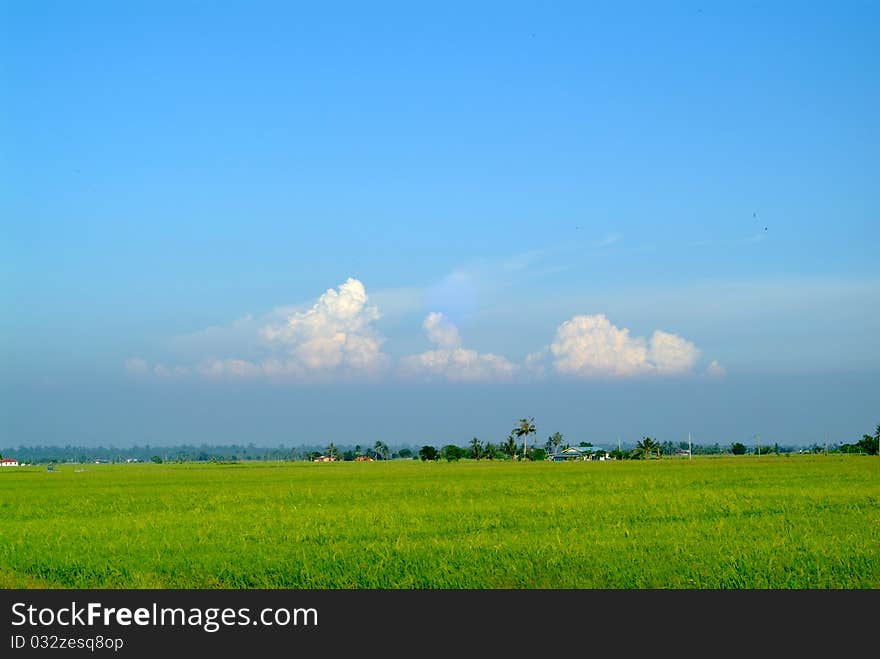 Paddy field of Sekinchan, Malaysia.