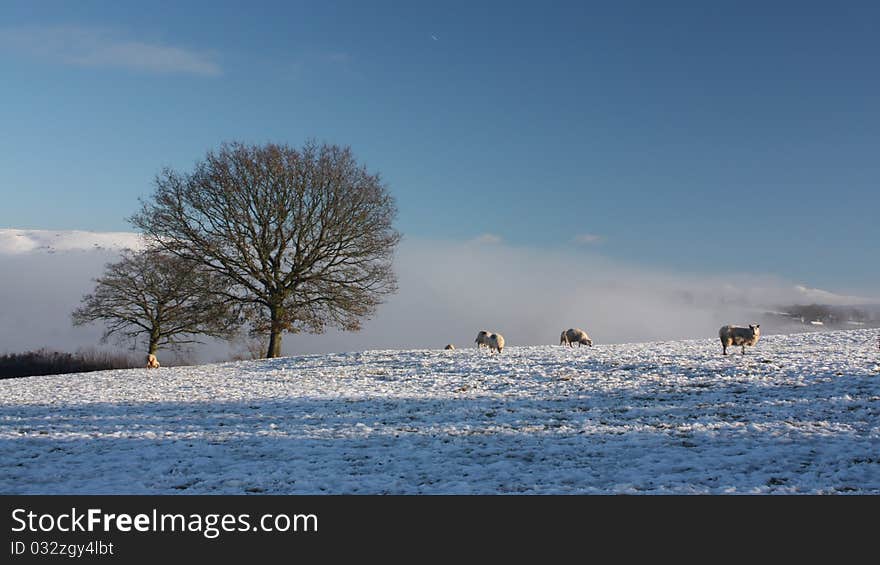 Sheep grazing in a snow covered field in Wales in winter. Sheep grazing in a snow covered field in Wales in winter.