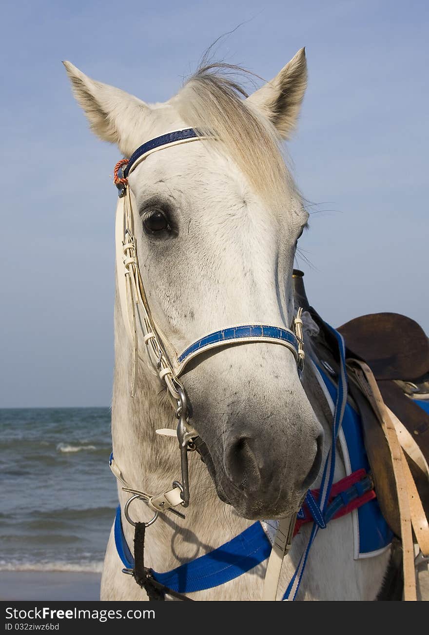 Close up portrait of a horse