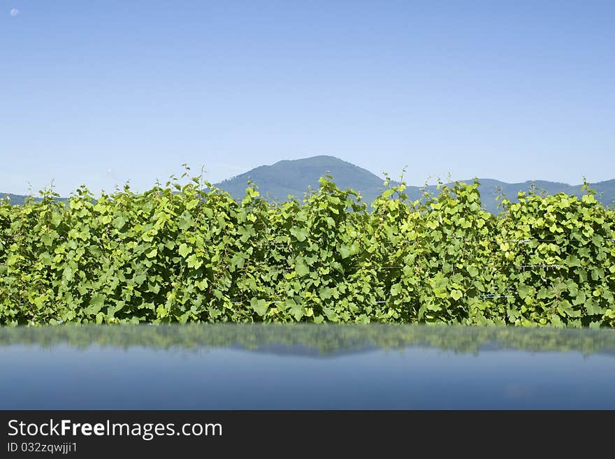 Vineyard from Alsace. France.