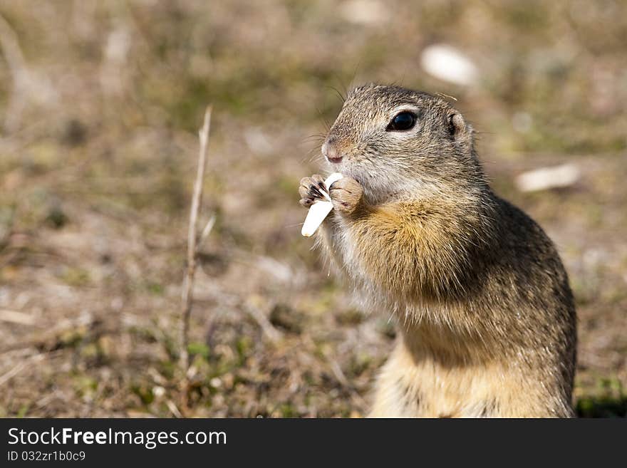 European Ground Squirrel