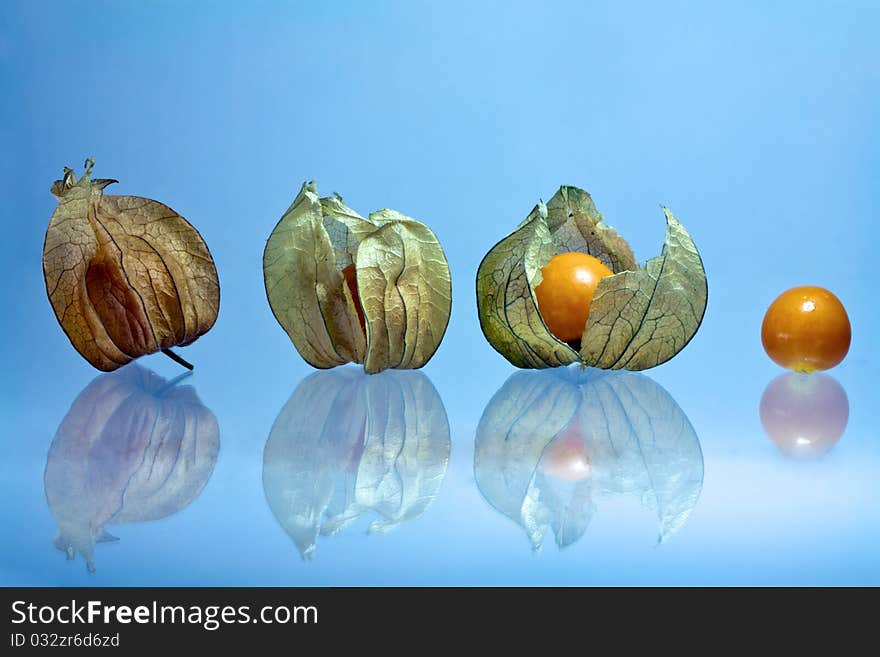 Cape gooseberry unwrapped in one photo on white background