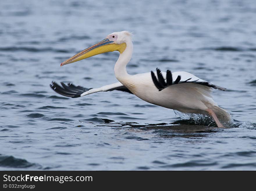 White Pelican Taking off