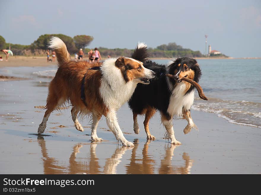 Collies