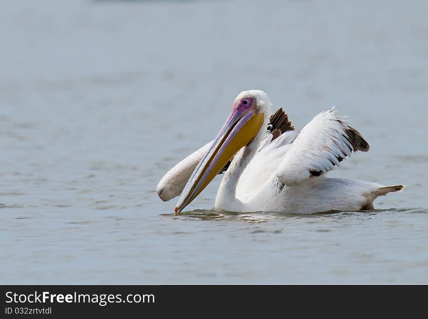 White Pelican On Water