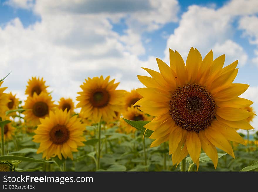 Sunflower flower on field