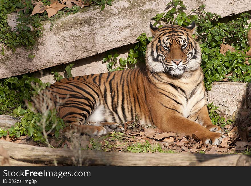 Tiger Resting