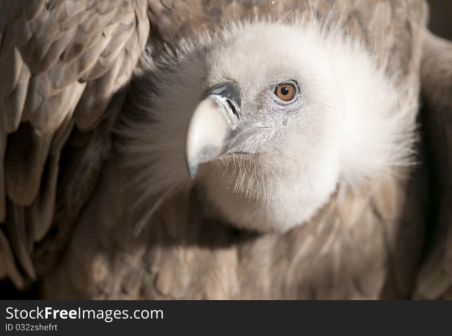 Griffon Vulture Portrait