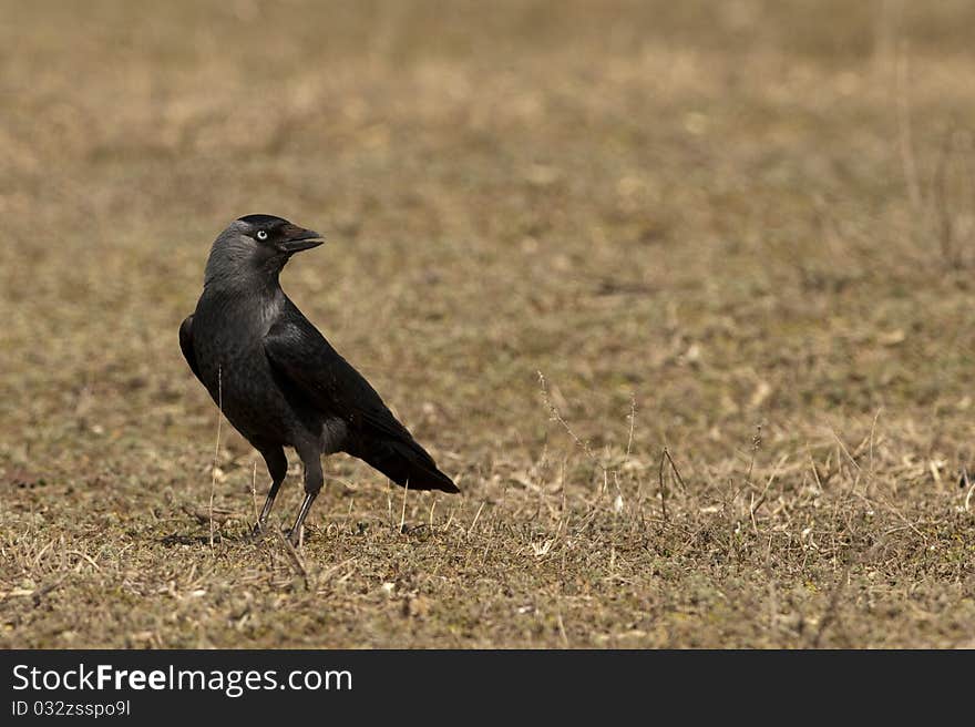 Hooded Crow