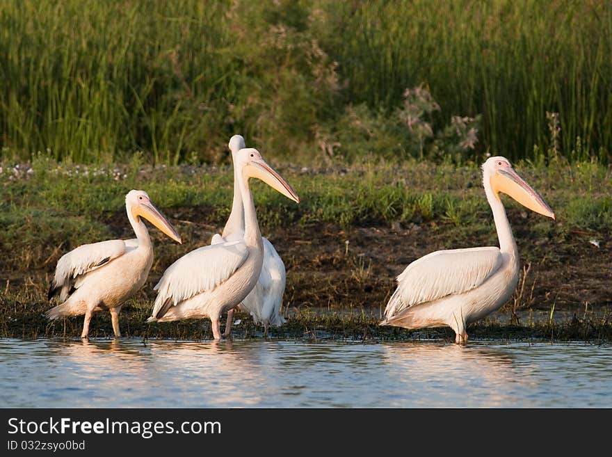 White Pelicans On Shore