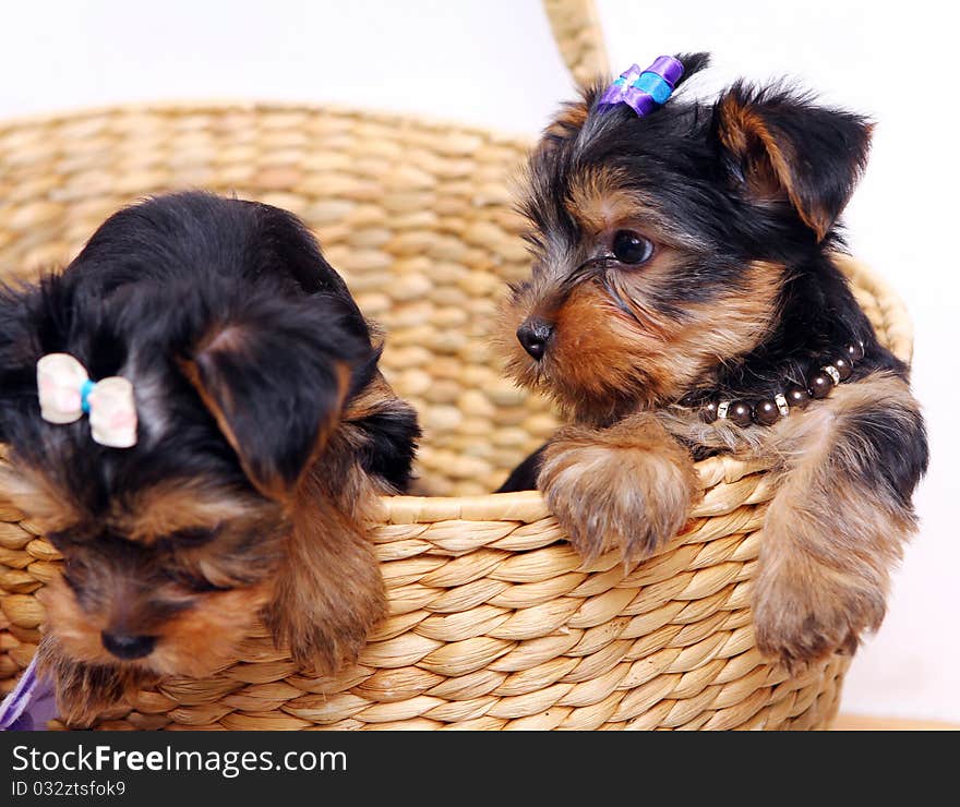 Little and cute puppies at home. Little and cute puppies at home