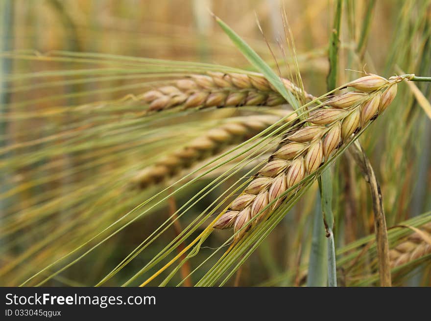 Wheat plant