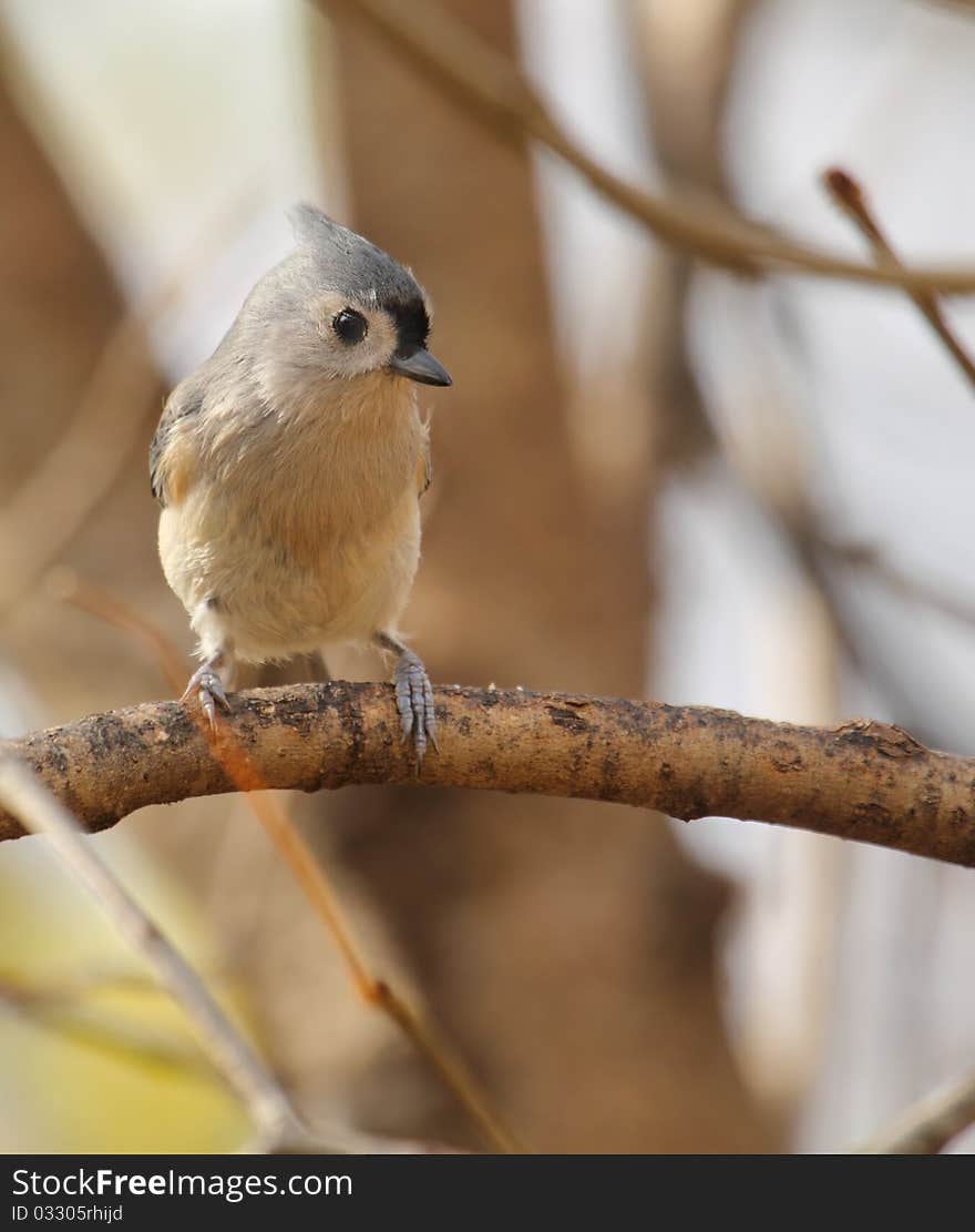 Tufted Titmouse, Baeolophus Bicolor