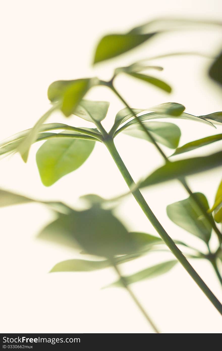 Green leaves on white background. Green leaves on white background