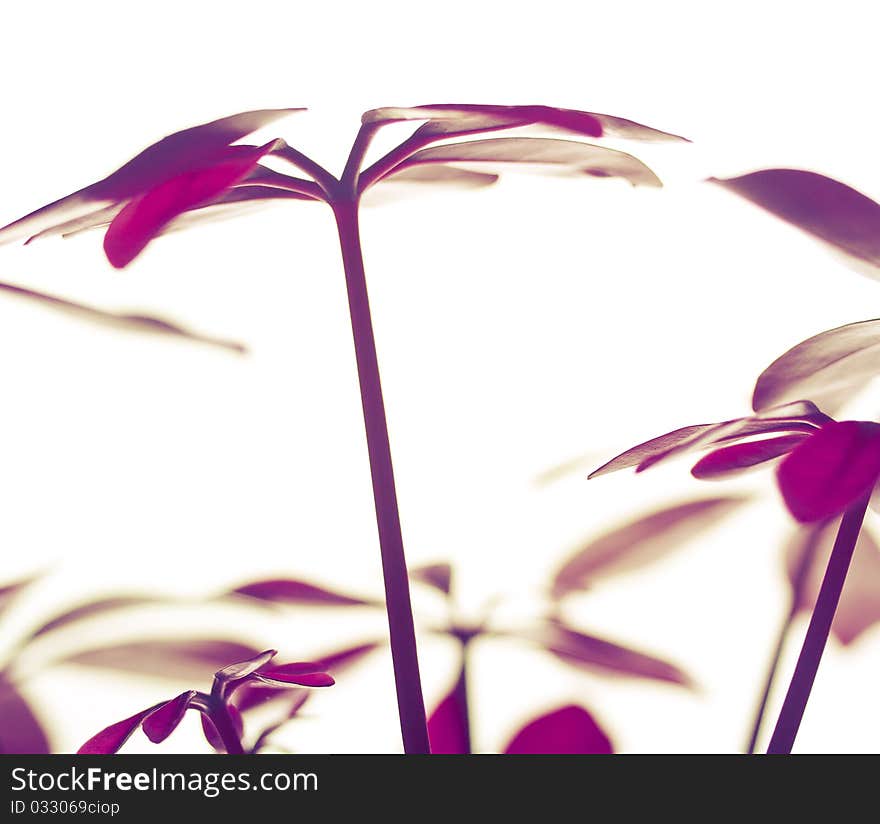 Flower closeup on white background. Flower closeup on white background