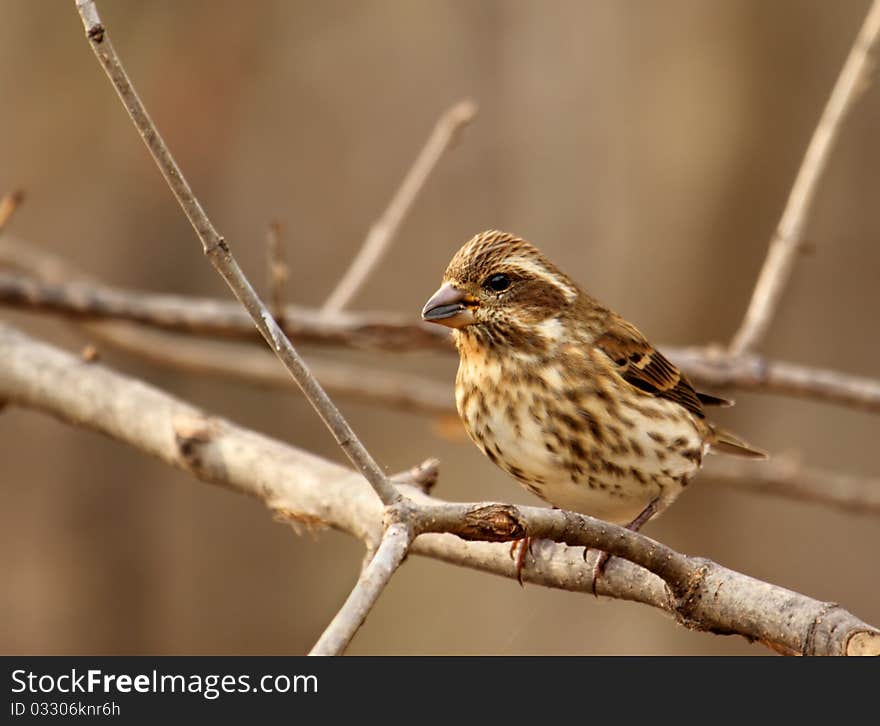 House Finch, Carpodacus mexicanus