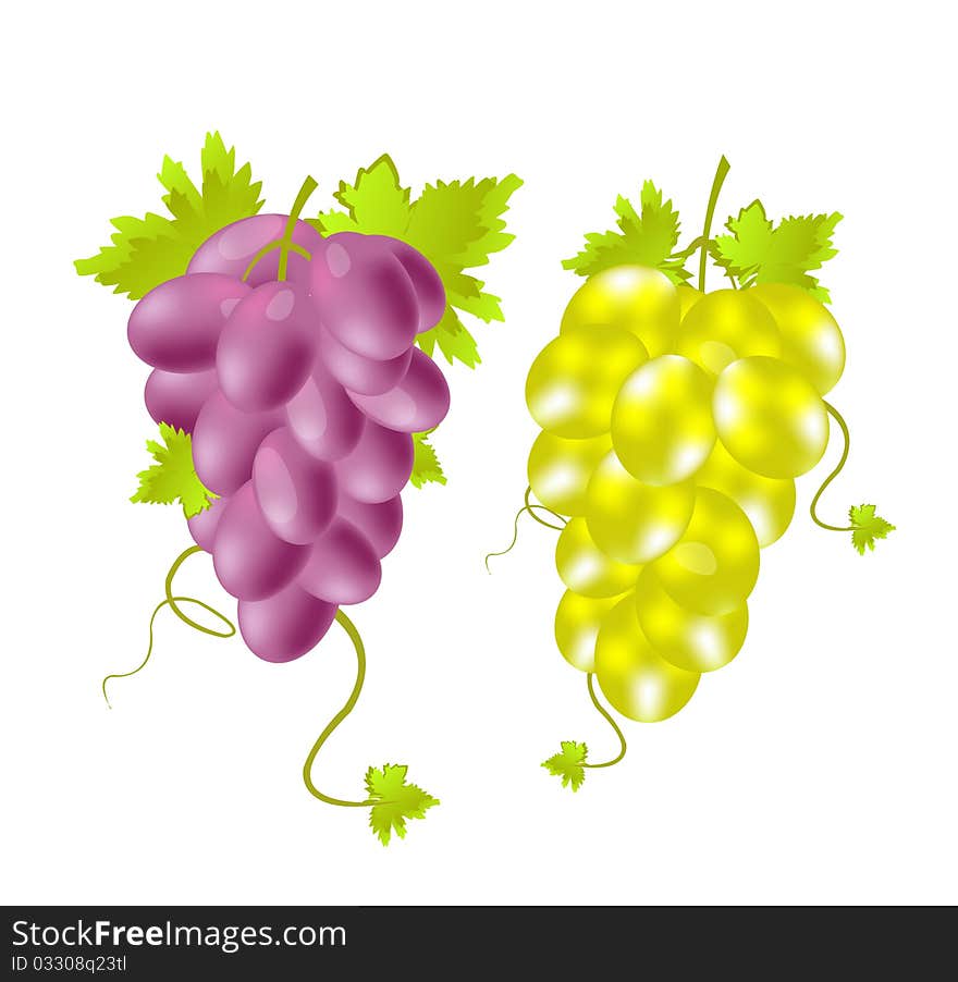 Two tassels of grape