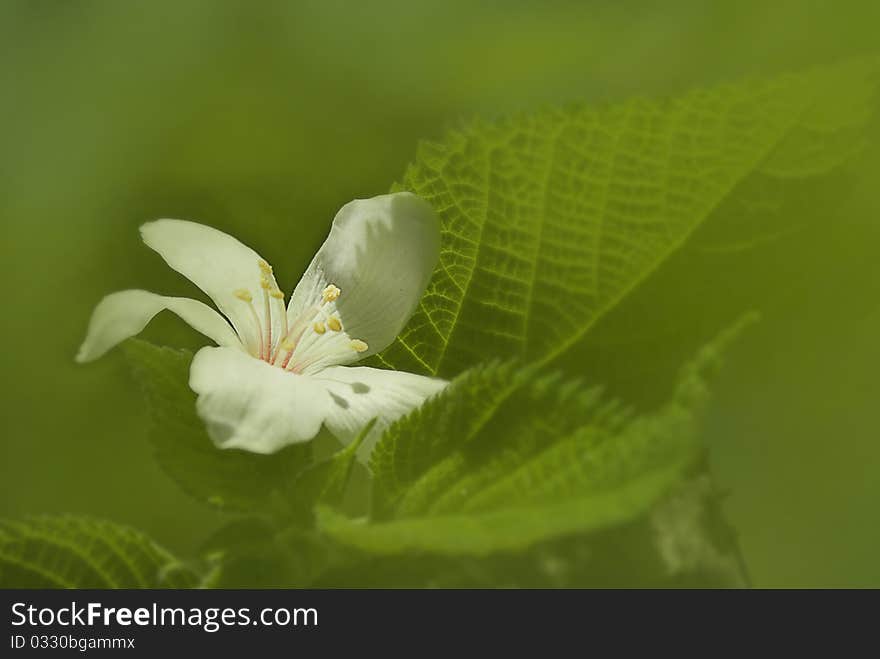 Aleurites Montana flower with green background color