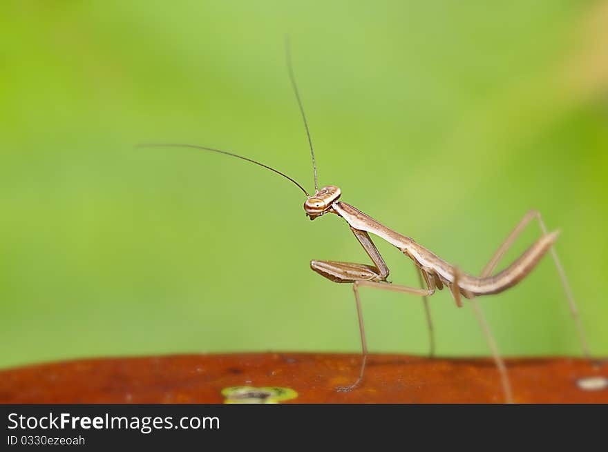 Mantis mix with green color