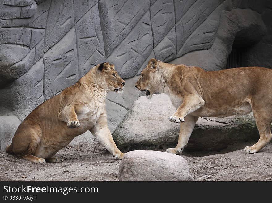 Lions fight