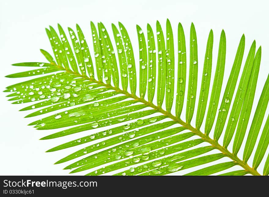 The feather leaf and drop of water