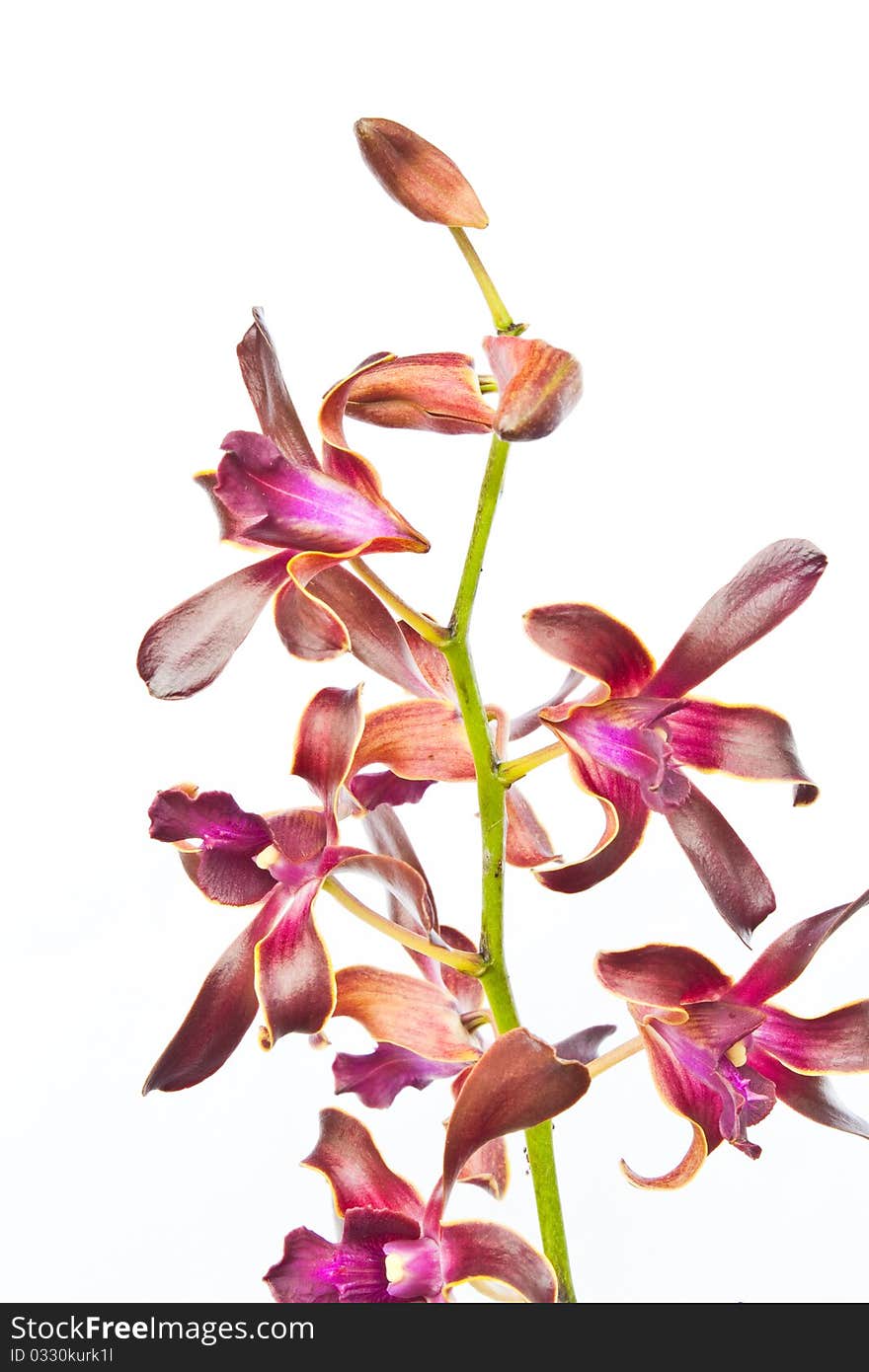 The color of tropical orchids