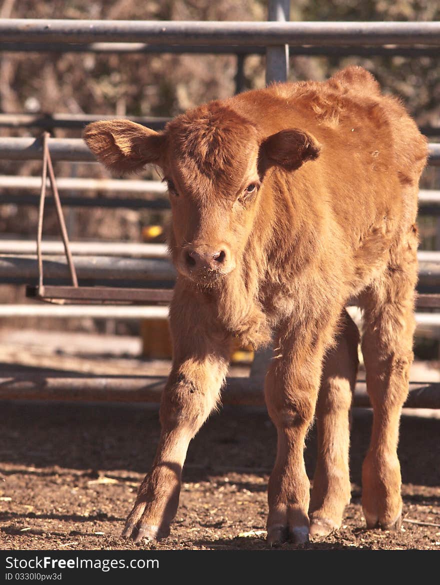 Brown cow calf on a dairy farm in the Israeli . Brown cow calf on a dairy farm in the Israeli .