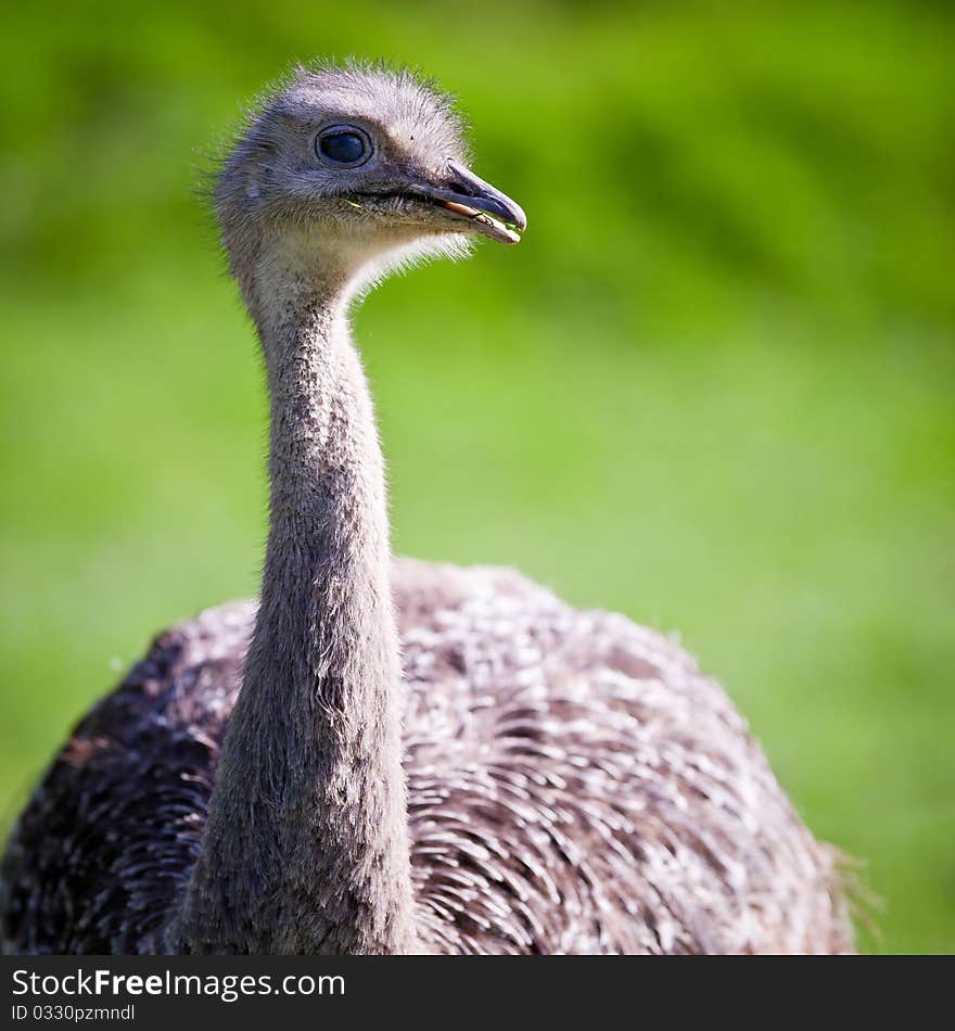 Ostrich posing on green grass