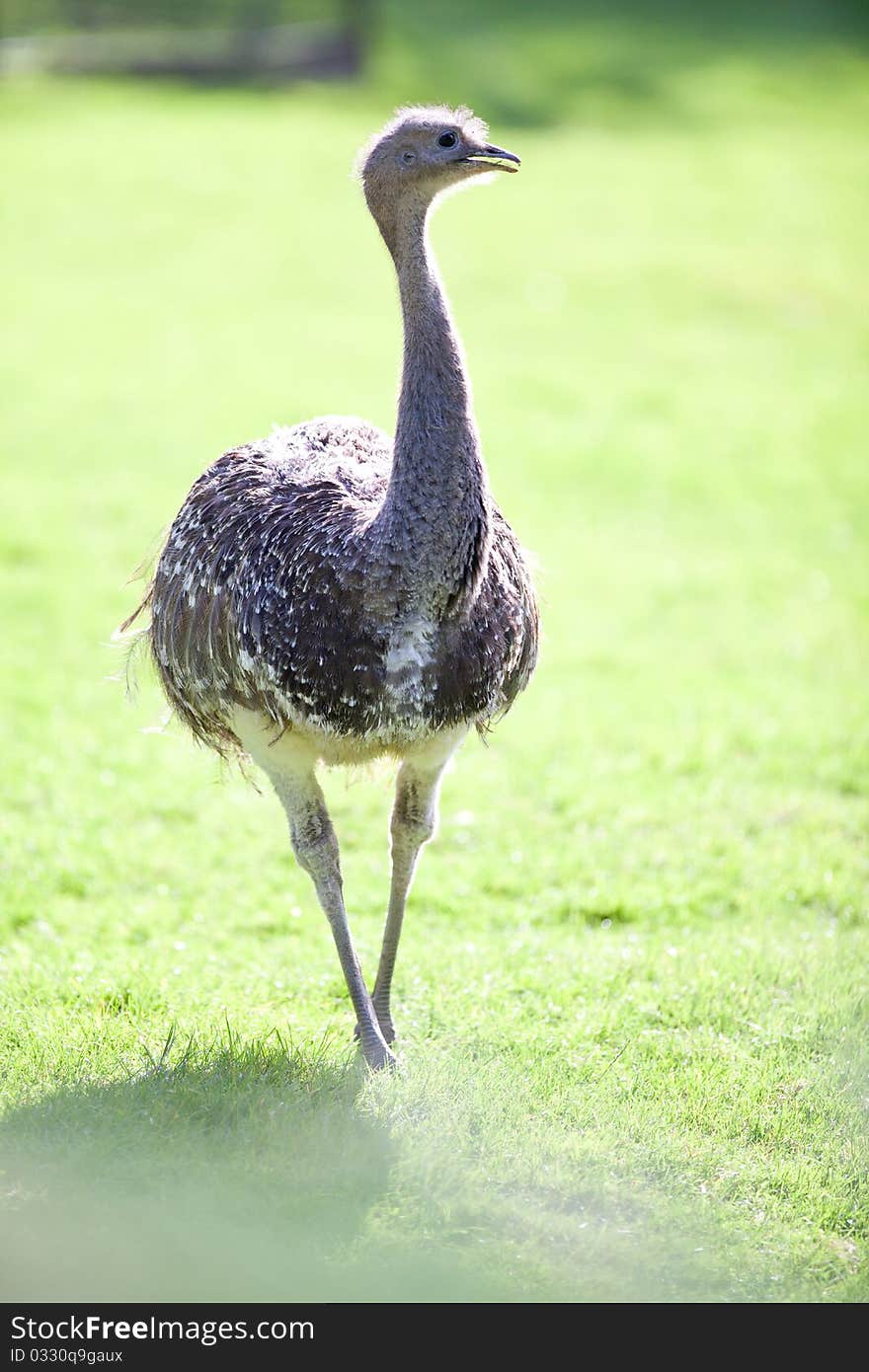 Ostrich posing on green grass