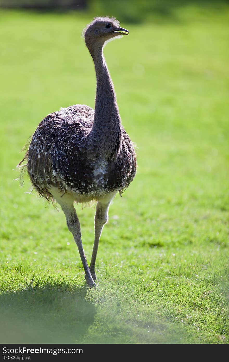 Ostrich posing on green grass