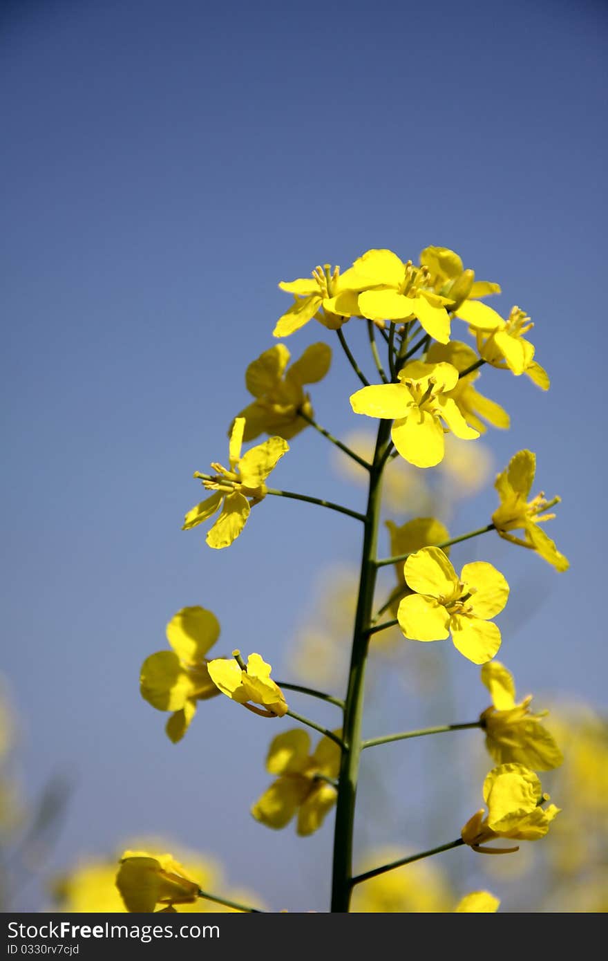 Flower of colza in a field in spring