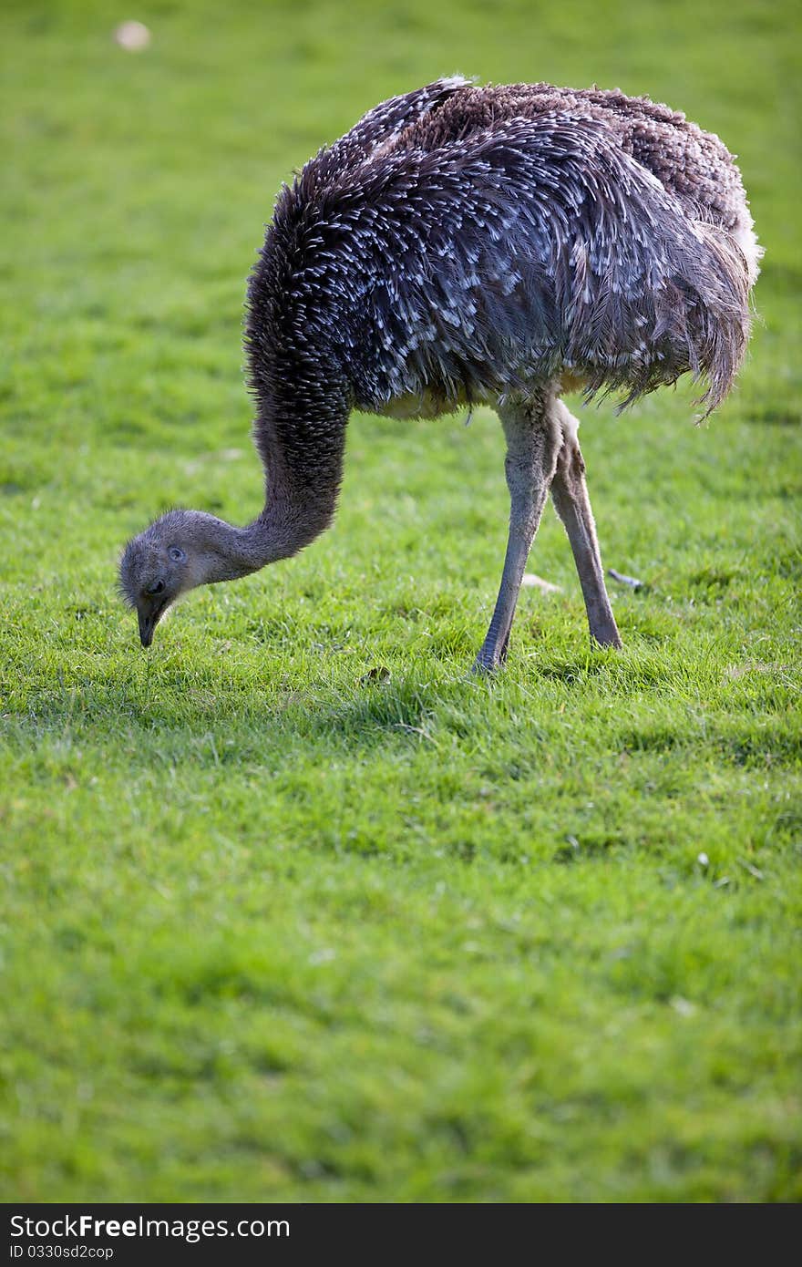 Ostrich posing on green grass