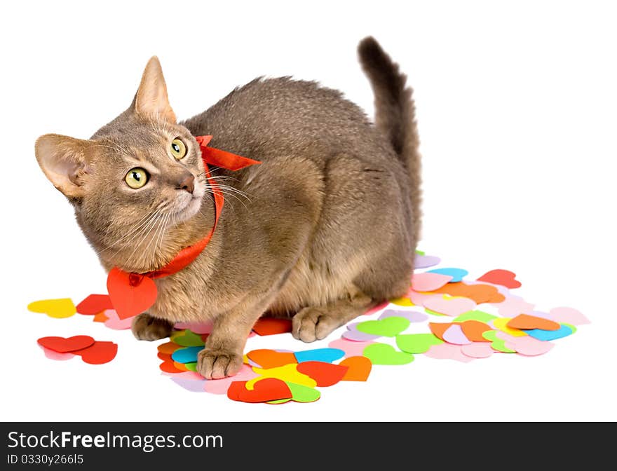 Cat sitting on multicolored paper hearts, isolated on white