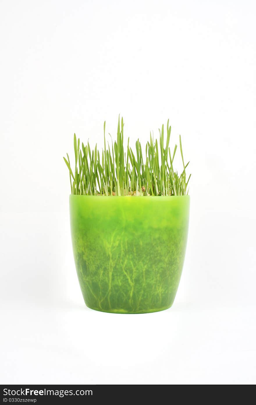 Green grass in green pot on white background - flowers and plants