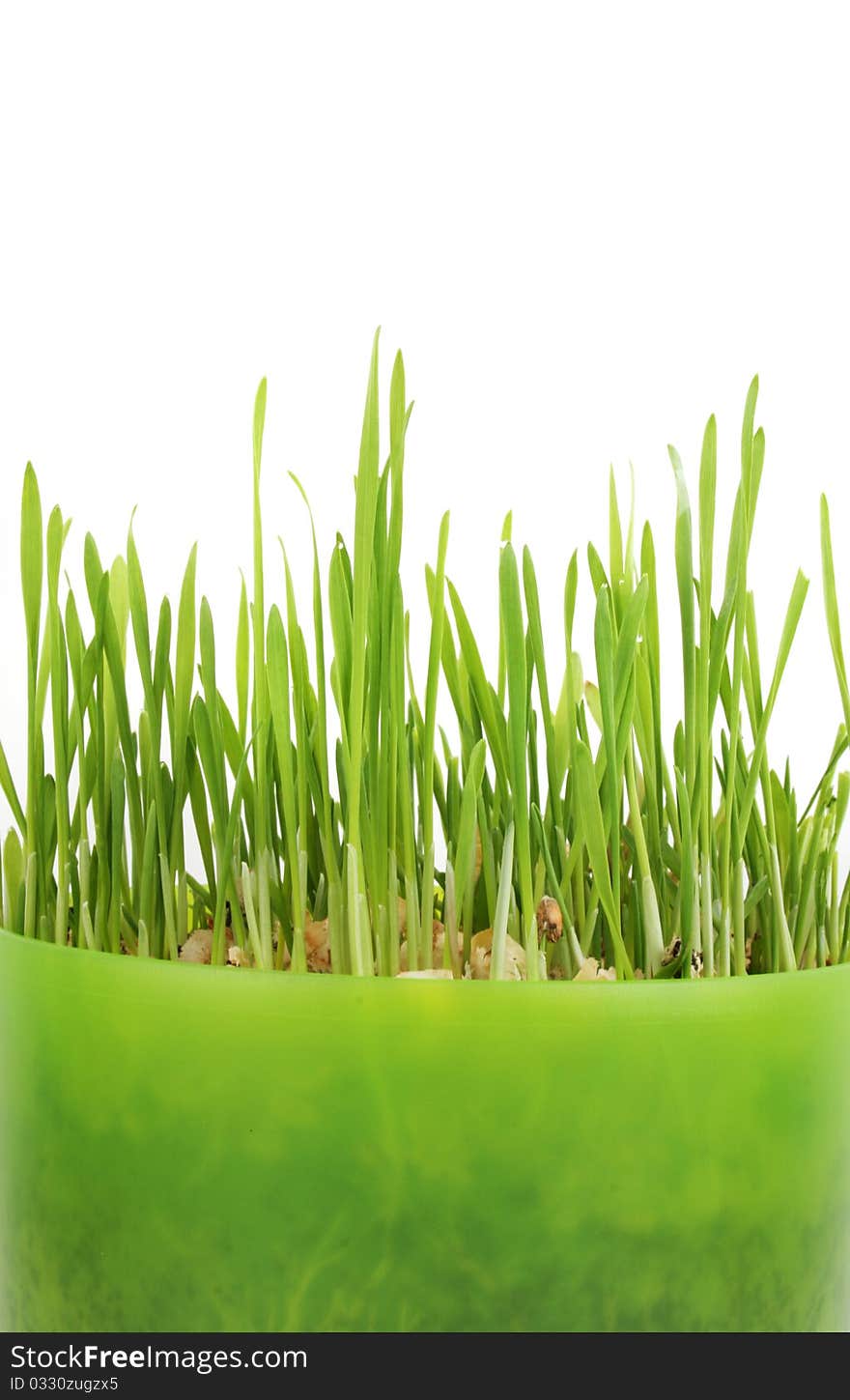 Green grass in green pot on white background - flowers and plants