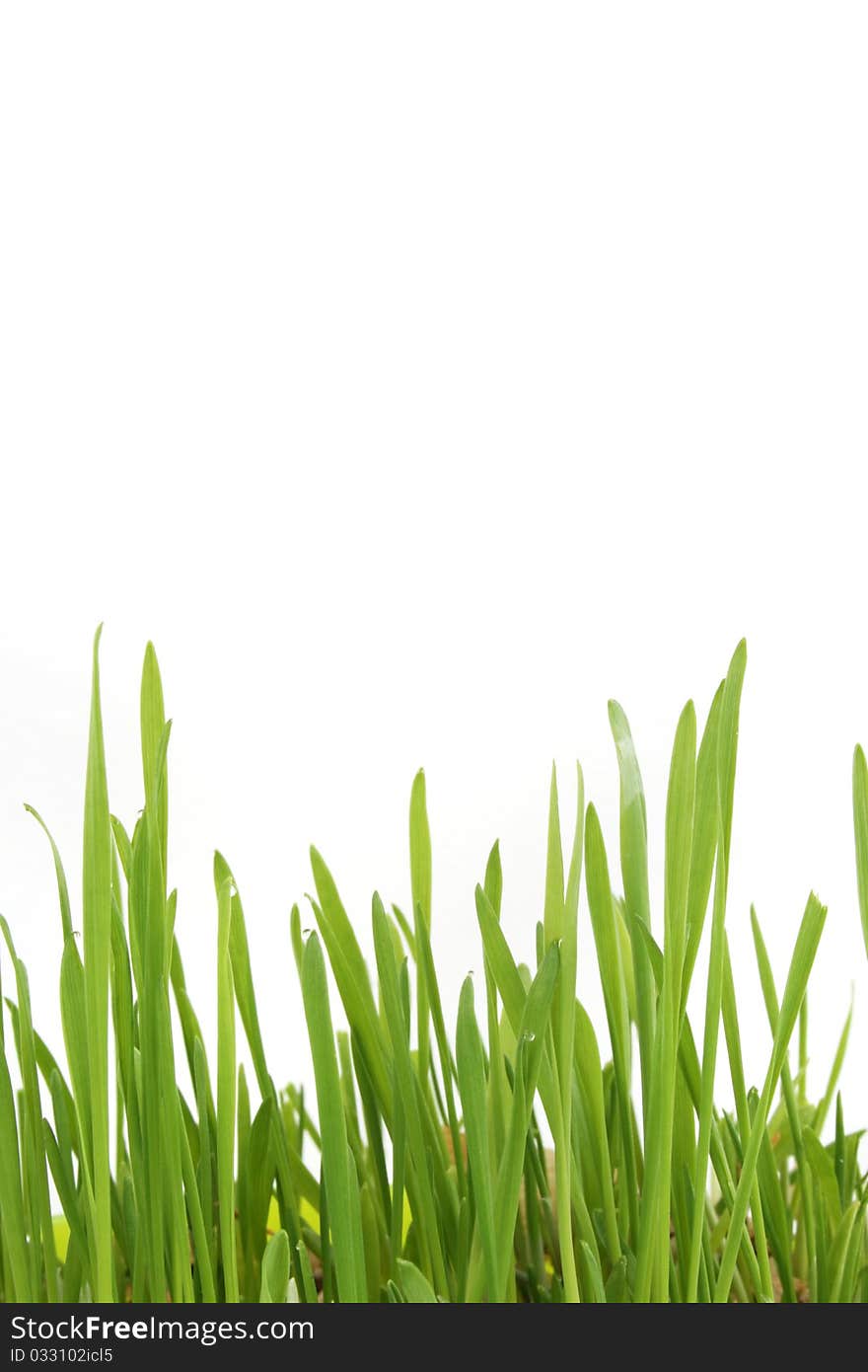 Fresh spring green grass isolated on white background