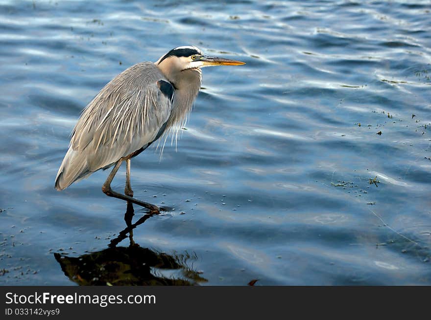 Heron