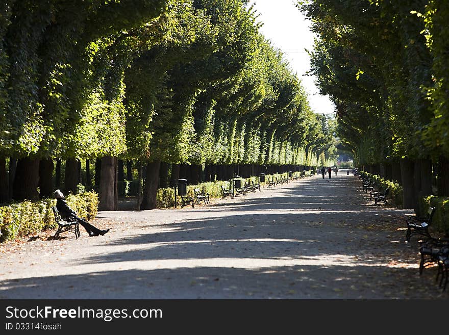 Alley of trees