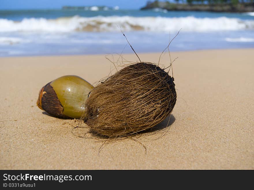 Coconuts on the wild oceans beach. Coconuts on the wild oceans beach