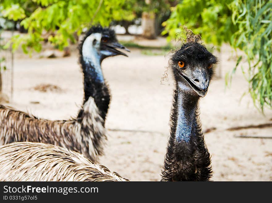 Emu