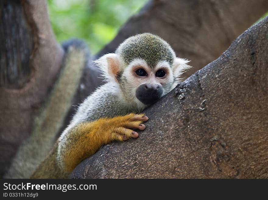 The squirrel monkeys are the New World monkeys of the genus Saimiri