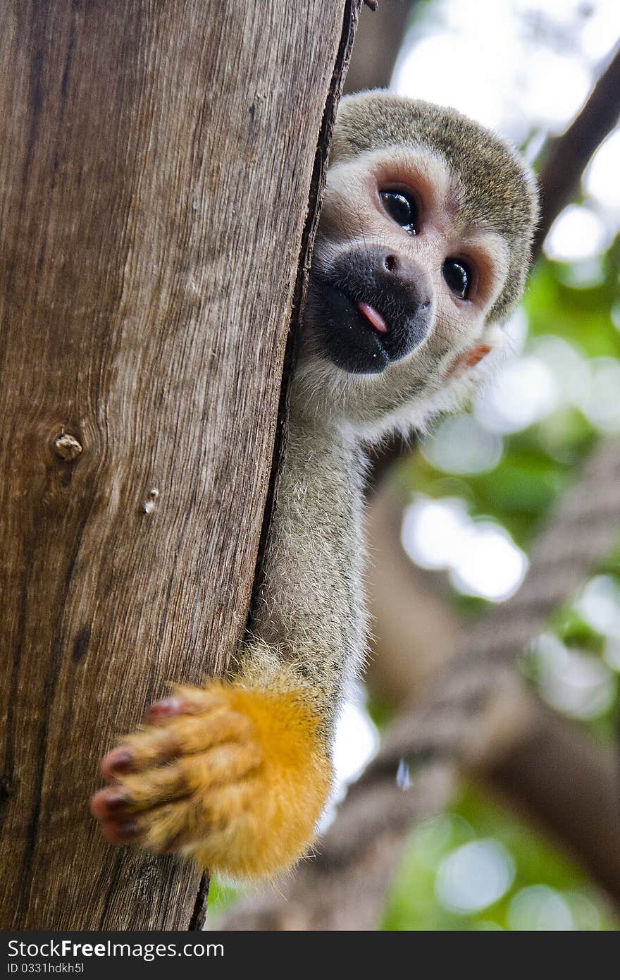 The squirrel monkeys are the New World monkeys of the genus Saimiri