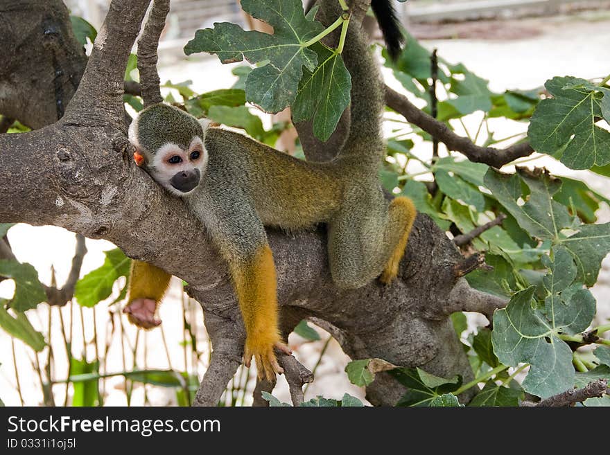 The squirrel monkeys are the New World monkeys of the genus Saimiri