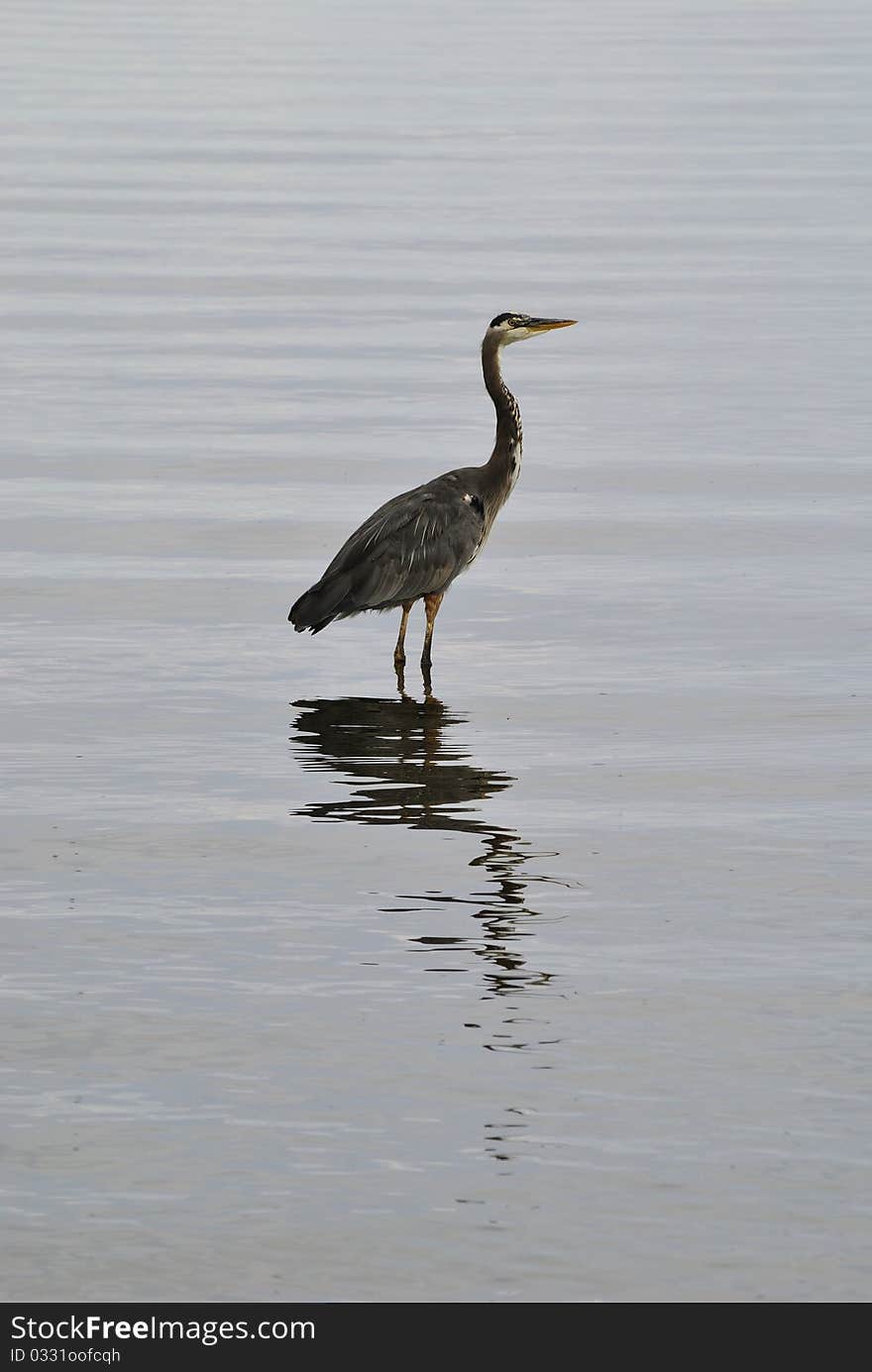 Gray Heron