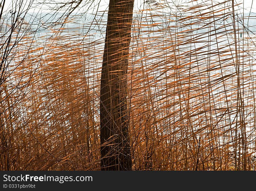 Reeds swayed by the wind